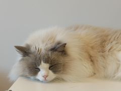 -有喵·猫咖·狗咖·30几只猫10只小狗(岗厦店)
