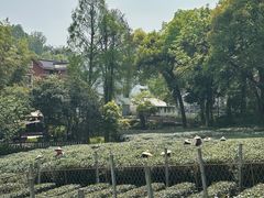 -野蔓果·山野菜(西湖景区·龙井茶田店)