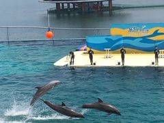 -秦皇岛乐岛海洋王国