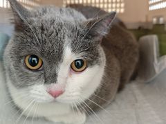 -瑞鹏宠物医院(大运分院)