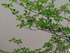 -二酉书店TOYOU BOOKS