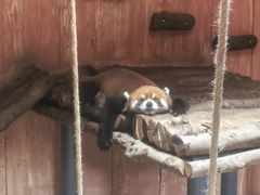 -深圳野生动物园
