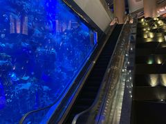 -迪拜帆船酒店海底餐厅