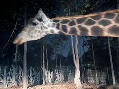 -清迈夜间动物园