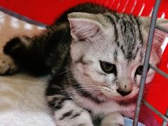 -瑞派动物医院·绝育·犬猫全科·预防医学(光景江南中店)