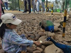 -西霞口神雕山野生动物世界