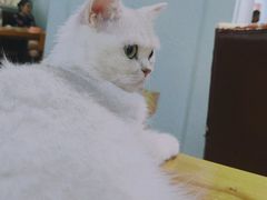 -猫小院猫主题餐厅(三里屯店)