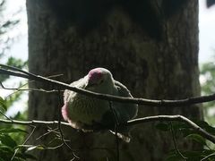 -新加坡飞禽公园