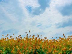 -中国天府农业博览园