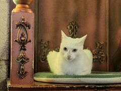 -逃脱反斗城沉浸剧情密室(北京路店)