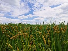 -喜洋洋蟹庄(阳澄湖店)