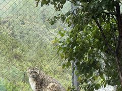 -青藏高原野生动物园