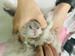 -北京观赏动物医院·24小时大型综合·猫专科·异宠专科