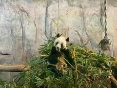 -深圳野生动物园