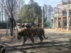 -上海野生动物园老虎餐厅