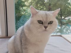 -猫和宫(六道口店)