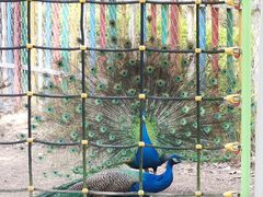 -广东花都香草世界旅游度假区