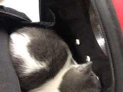 -康乐宝动物医院