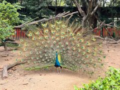 -广州长隆飞鸟乐园
