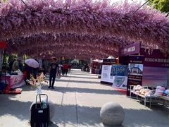 -南汇桃花村