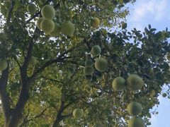 -广州市白云山风景名胜区