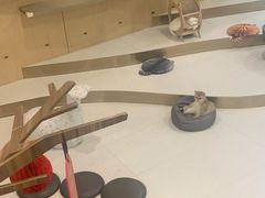-飞行喵MR PILOT|猫舍·猫咖(静安大融城店)