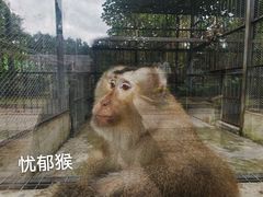 -东莞香市动物园