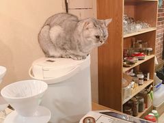 -猫友咖啡店(玉林西路店)