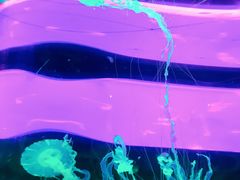 -左海海底世界