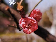 -瀛洲公园