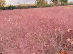 -汉长安城未央宫国家考古遗址公园