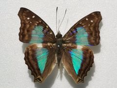 -上海昆虫博物馆