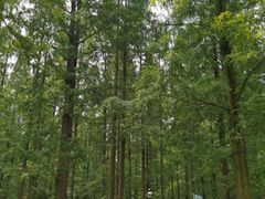 -东平国家森林公园