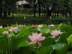 -荔湾湖公园