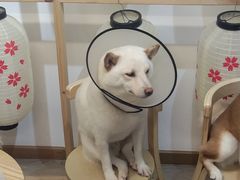 -柴迷FANS CLUB·柴犬狗咖·猫咖
