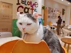 -藏猫猫咖啡主题馆(中央大道店)