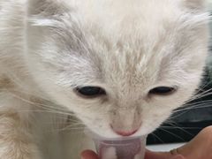 -谐和益家动物医院·免疫绝育·血液透析·宠保定点医院(高新伊藤分院)