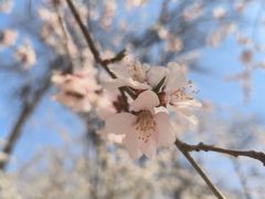 -桃花堤公园