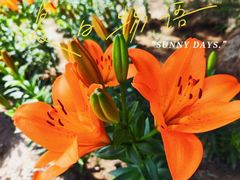 -永定河休闲森林公园