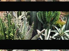 -深圳仙湖植物园-停车场