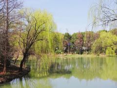 -顾村公园