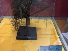 -上海昆虫博物馆