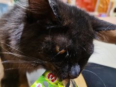 -藏猫猫咖啡主题馆(中央大道店)