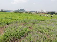-光明小镇欢乐田园