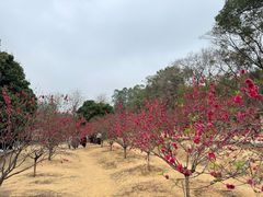 -南国桃园旅游度假区