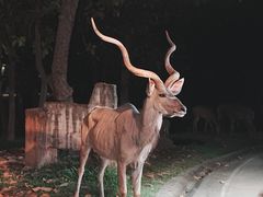 -清迈夜间动物园
