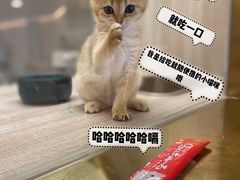 -飞行喵MR PILOT|猫舍·猫咖(静安大融城店)