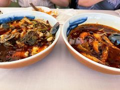 老虎斑-梧桐