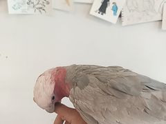 -吉丁鸟咖·异宠·寄养