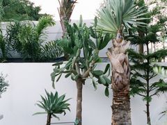 -自由生长植物工作室(深港花卉中心店)